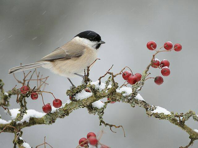 15978167_1452726704738960_41149949_n