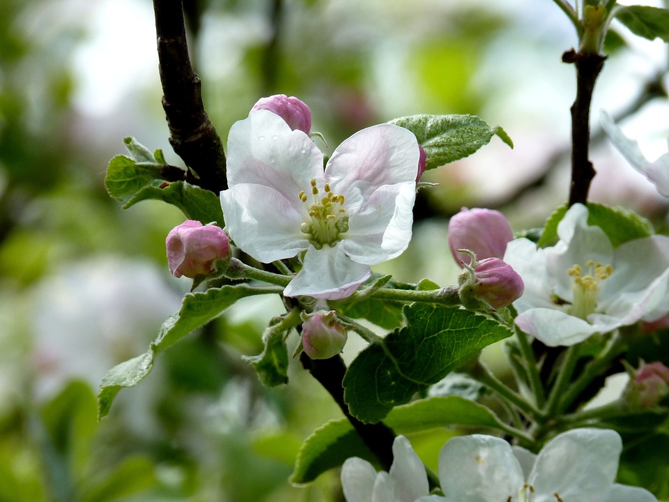 apple-1404251_960_720