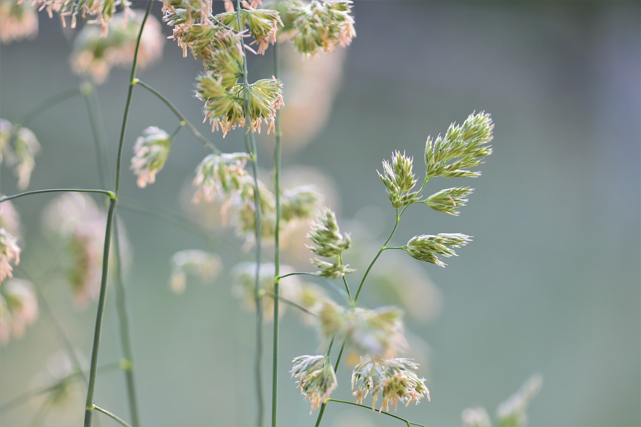 grass-3417629_1280