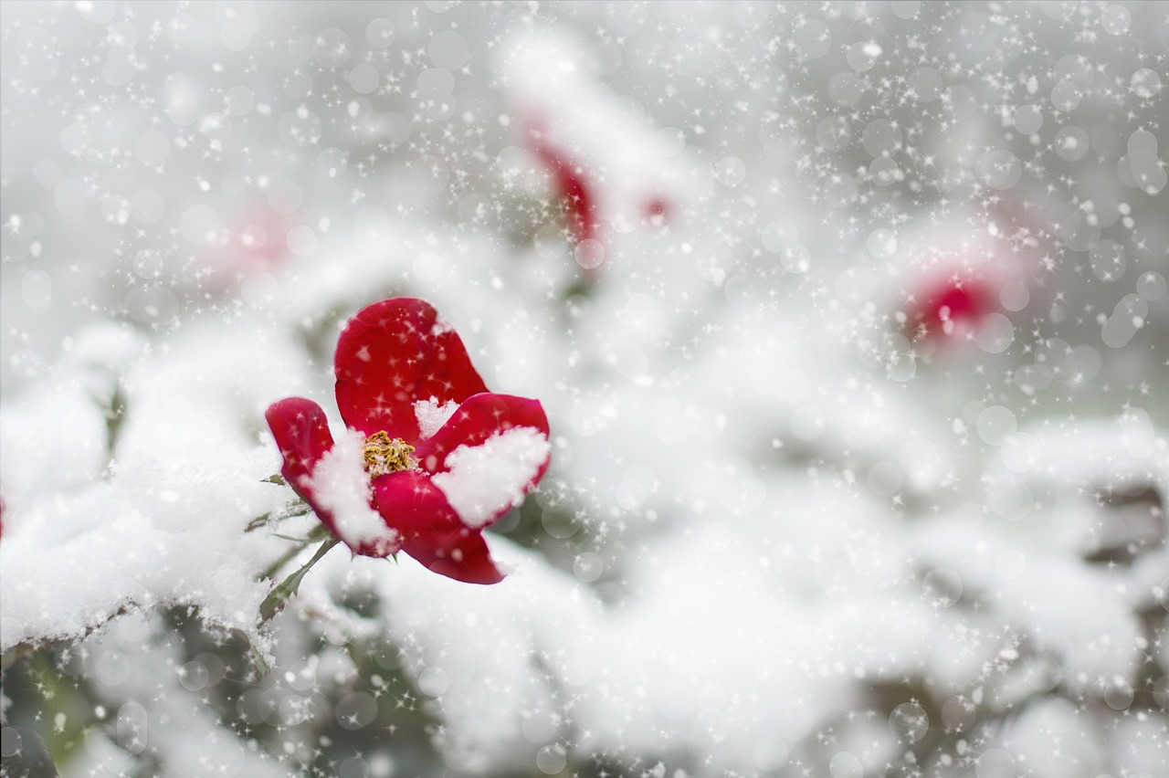 red-rose-1056852_1280