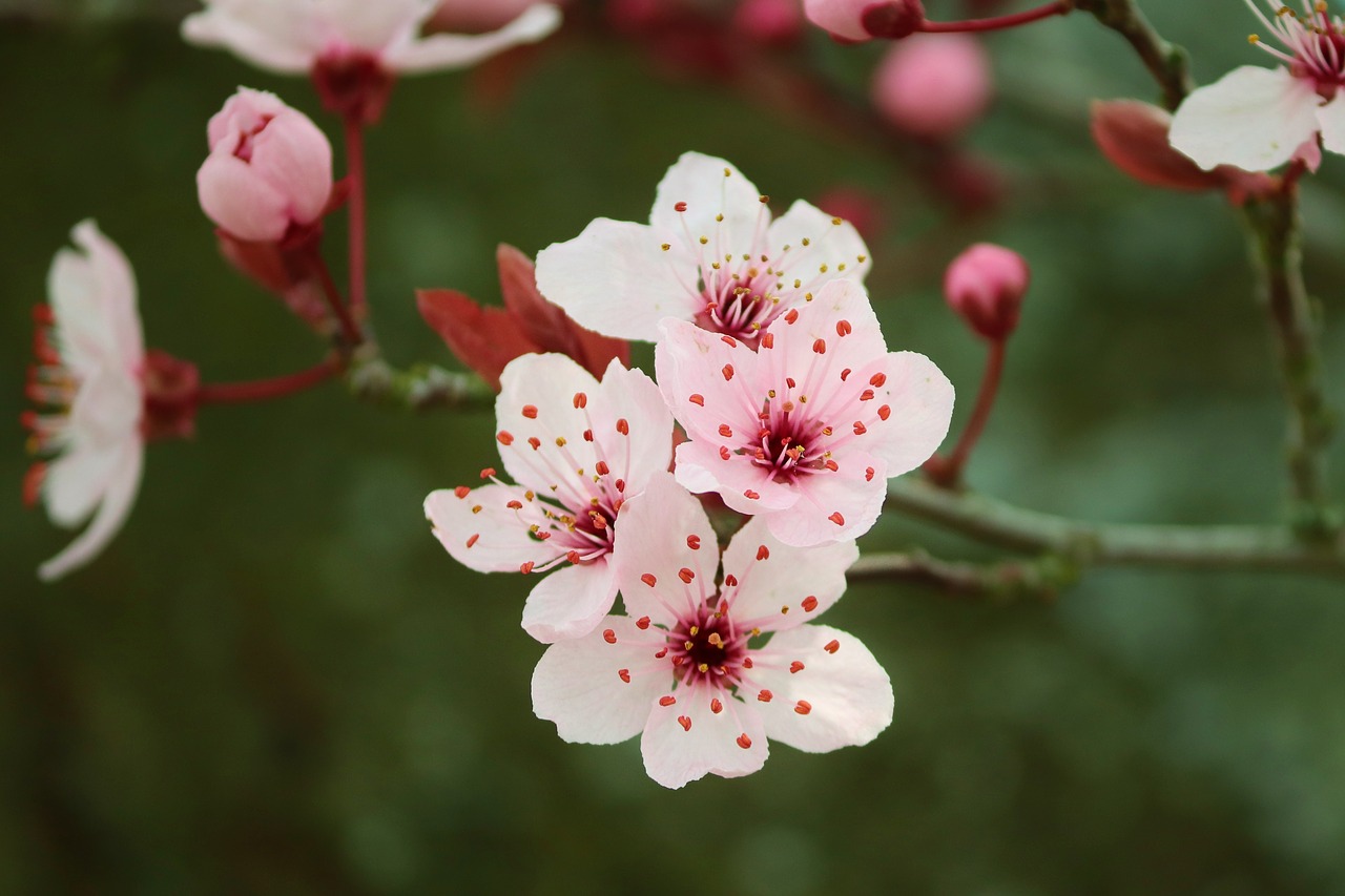 flowering-cherry-4105874_1280