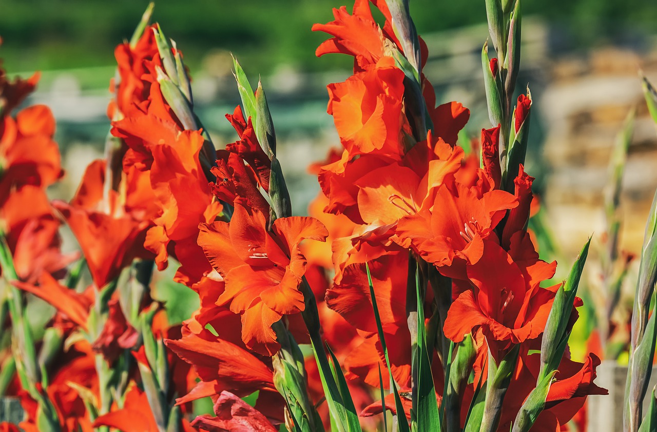 gladiolus-4383622_1280