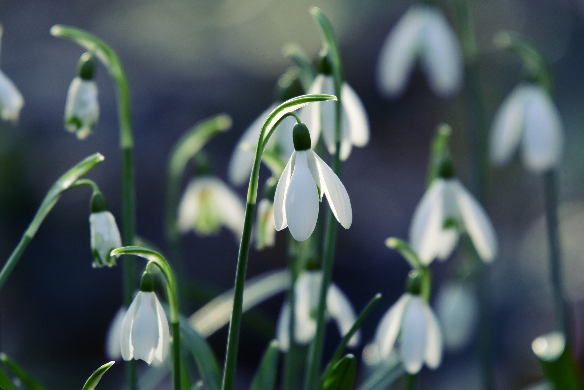 snowdrop-4865866_1920