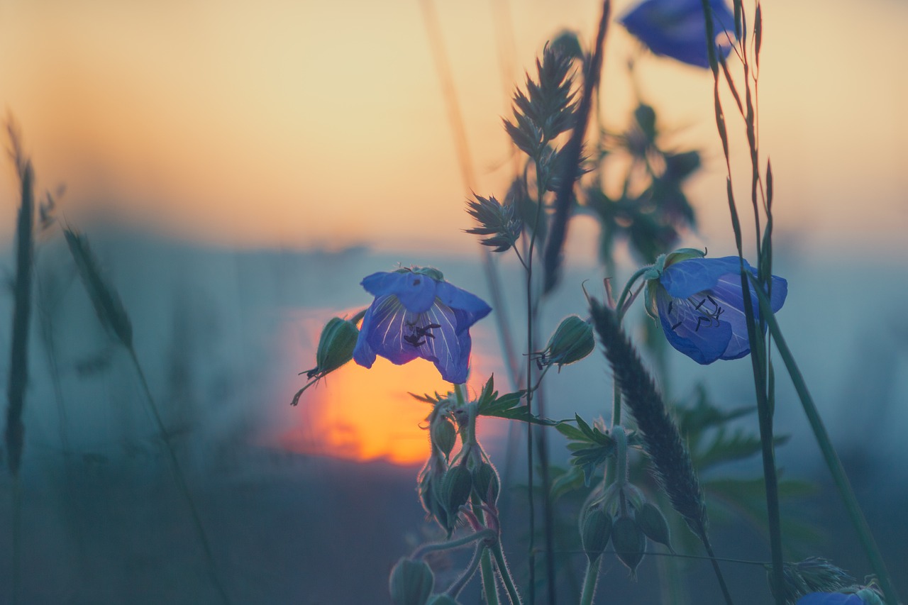 meadow-811339_1280